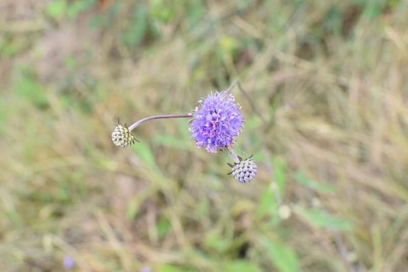 Succisa pratensis – blauwe Knoop - inheemse-vaste-kruidenplanten - waardplant - microvlinders